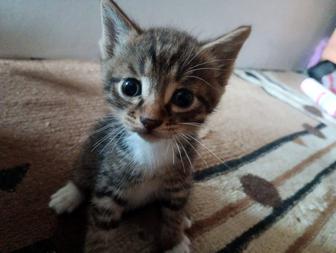 Отдам котят