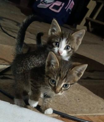 Отдам котят