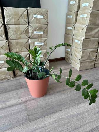 Продается замиокулькас (Долларовое дерево)