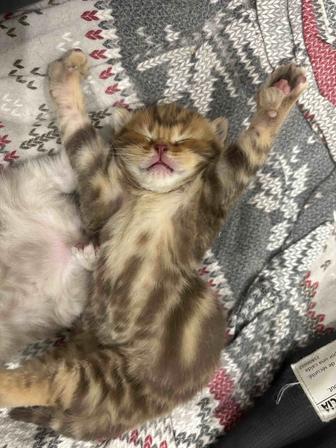 Шотландские вислоухие котята