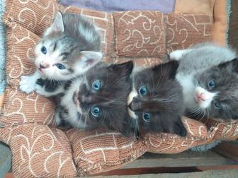 Котят