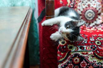 Котенок девочка