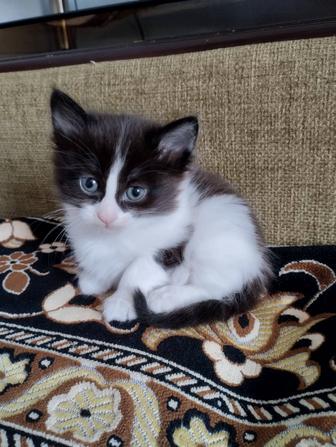 Котята в хорошие руки