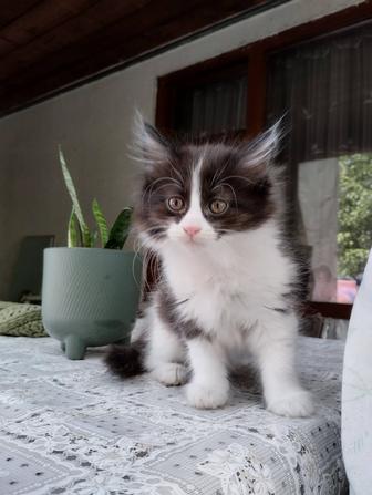 Котята в хорошие руки