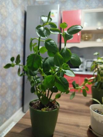 Комнатные цветы