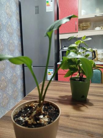 Комнатные цветы