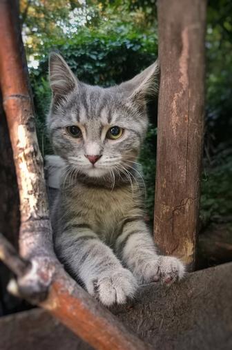 Котик в поисках дома