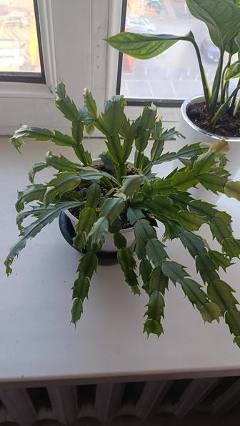 Декабрист невеста