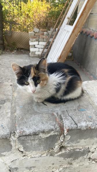 Котята