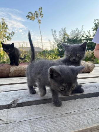 Котята полукровки