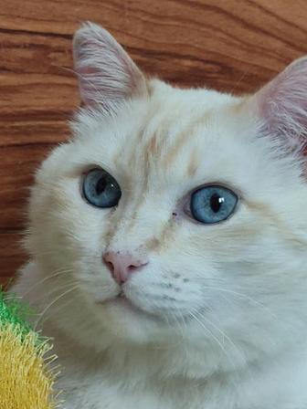 Котик ищет дом