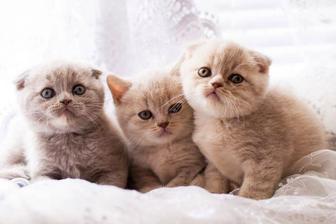 Продам котят шотландских