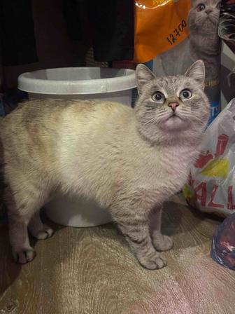 Ищет дом кошка