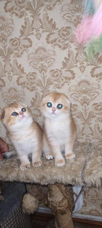 Прелестные шотландские котята шиншилла