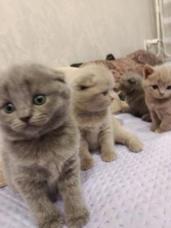 Продам породистых котят