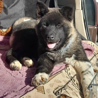 Акита американская малыши, рассрочка от Каспий 12-24мес