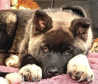 Акита американская малыши, рассрочка от Каспий 12-24мес