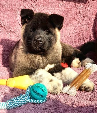 Акита американская малыши, рассрочка от Каспий 12-24мес