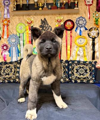 Акита американская малыши, рассрочка от Каспий 12-24мес