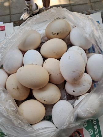 Продаю куриные домашние яйца
