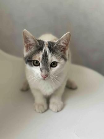 Отдам кошек в хорошие руки