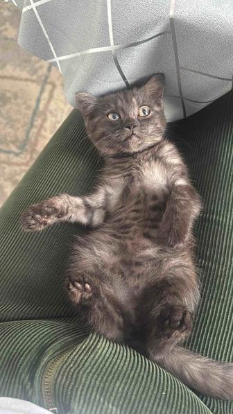 Отдам кошек в хорошие руки