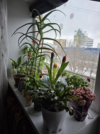 Комнатные цветы. Росточки