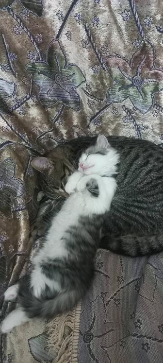 Отдам ласковую кошечку