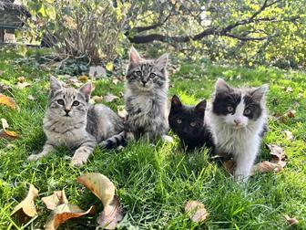 Отдам котят в хорошие руки