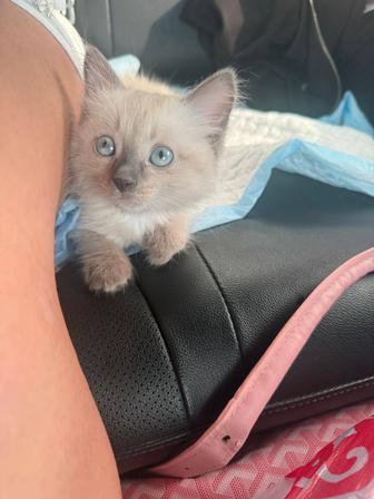 Продам котят Тайских