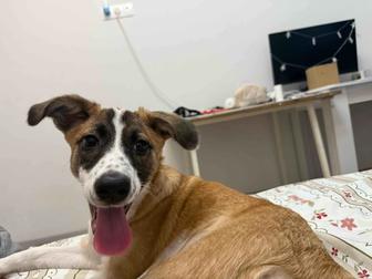 Отдам щенка/ собаку