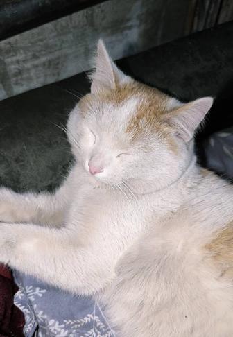 Кексик ищет любящую семью!