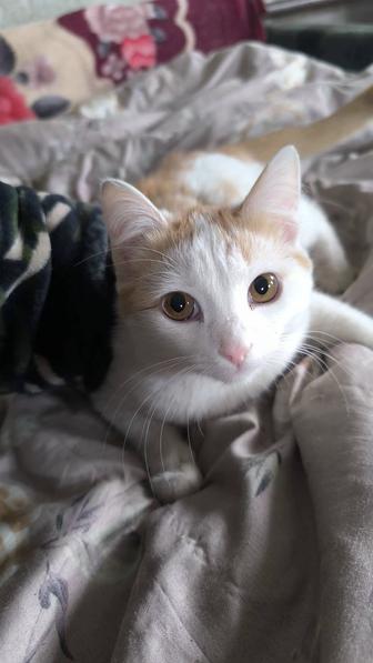 Кексик ищет любящую семью!