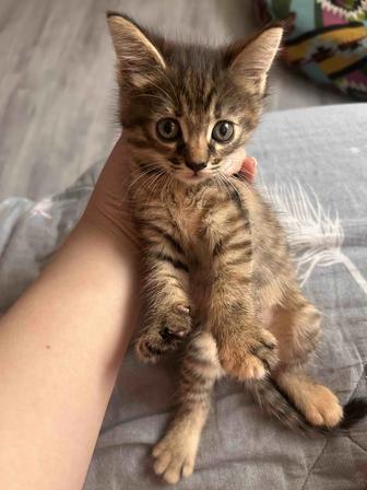 Котята Мейкун