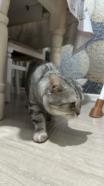 Отдам кот в хорошие руки