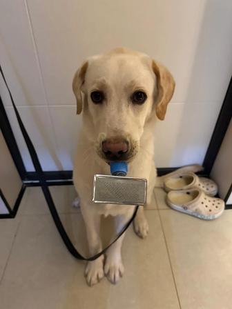 Продам щенка лабрадор