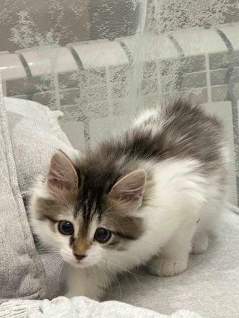 Котенок ( девочка)