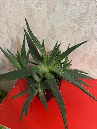 Продам цветок Алоэ вера