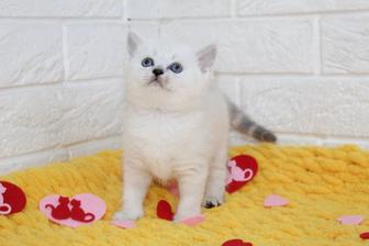 Самые милые котики