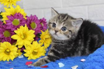 Самые милые котики