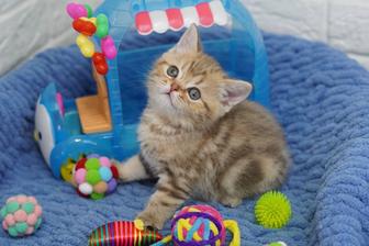 Самые милые котики