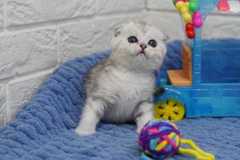 Самые милые котики
