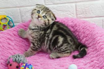 Самые милые котики