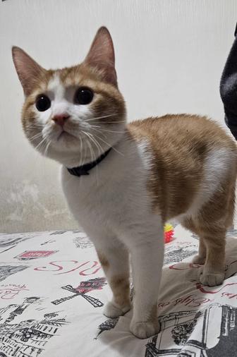 Отдам котенка