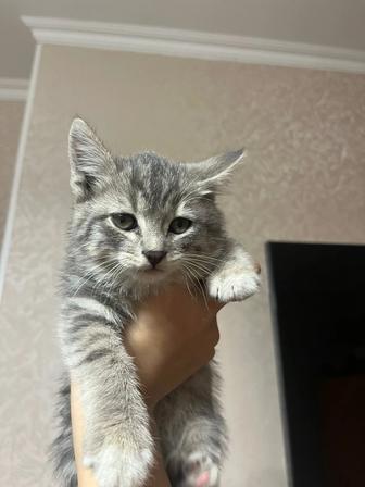 Котенок