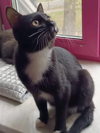 Анатолийский Кот имя ФОКСС.