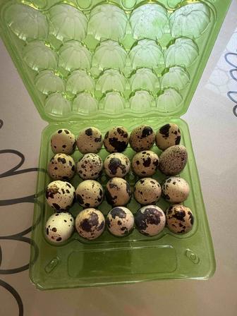 Яйцо перепелиное