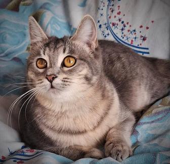 Пристройство кошки