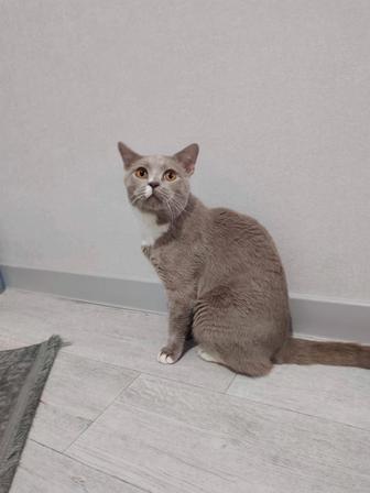 Ищу коту ответственный дом
