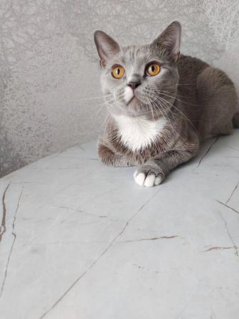 Ищу коту дом